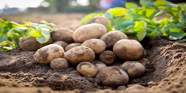 تصویر 4 از خرید و فروش سیب زمینی سانتا با شرایط فوق العاده